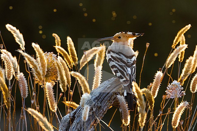 Eurasian Hoopoe (Upupa epops) in Italy. stock-image by Agami/Daniele Occhiato,