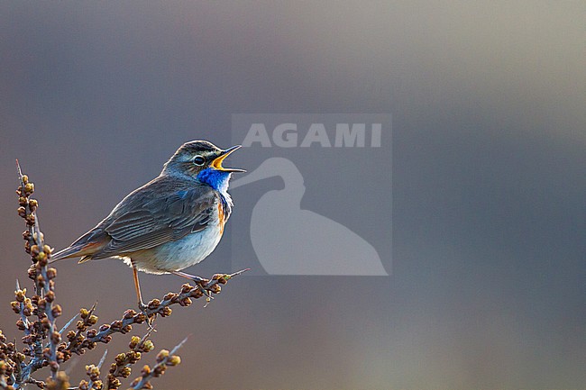 Male White-spotted Bluethroat (Luscinia svecica) in dunes south of Katwijk, Netherlands. Singing male with backlight. stock-image by Agami/Menno van Duijn,