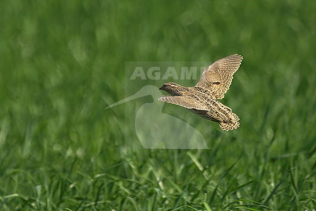 Common Quail (Coturnix coturnix), male in flight above green field in Finland stock-image by Agami/Kari Eischer,