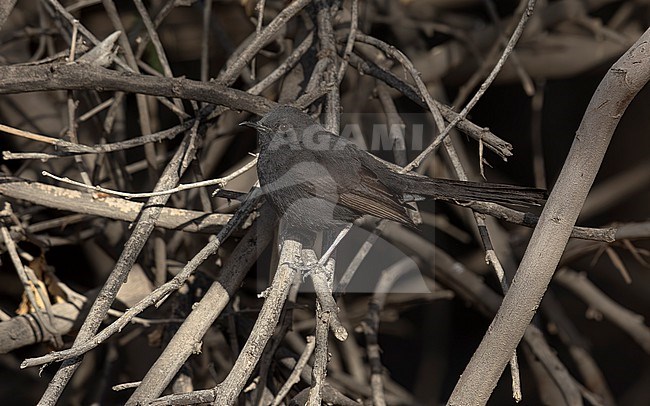 Arabian Black Scrub-Robin (Cercotrichas podobe melanoptera) perched inMutla'a Ranch, Kuwait. stock-image by Agami/Vincent Legrand,