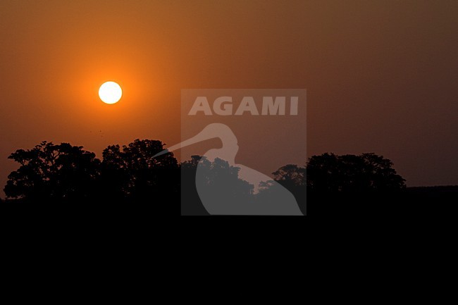 Krugerpark, South-Africa stock-image by Agami/Marc Guyt,