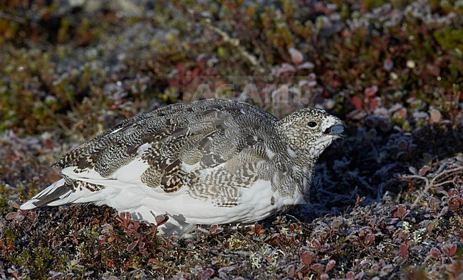 Vrouwtje Alpensneeuwhoenfoeragerend, Female Rock Ptarmigan foraging stock-image by Agami/Markus Varesvuo,