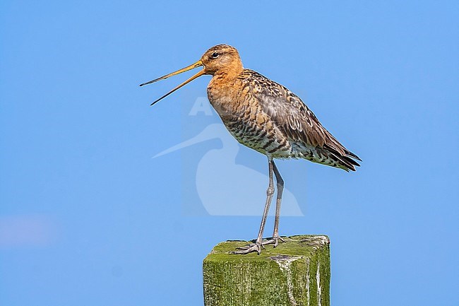 Singing male Black-tailed Godwit on his best spot, Uitkerke, Belgium. stock-image by Agami/Vincent Legrand,