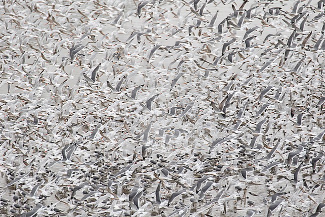 Huge wintering flock of Franklin's Gulls (Leucophaeus pipixcan), together with Elegant terns, on a beach in northern Peru. stock-image by Agami/Pete Morris,