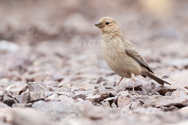 Female Sinai Rosefinch (Carpodacus synoicus) in desert canyon near Eilat, Israel stock-image by Agami/Marc Guyt,