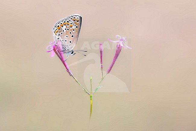 Female Escher's Blue stock-image by Agami/Wil Leurs,