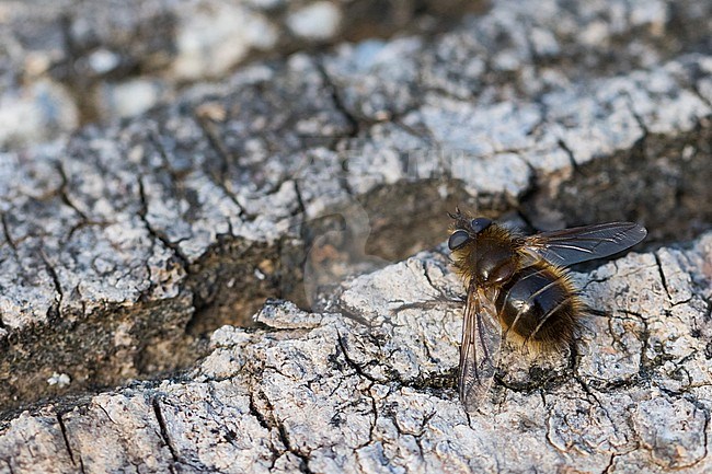 Tachina ursina, Germany (Baden-Württemberg), imago stock-image by Agami/Ralph Martin,