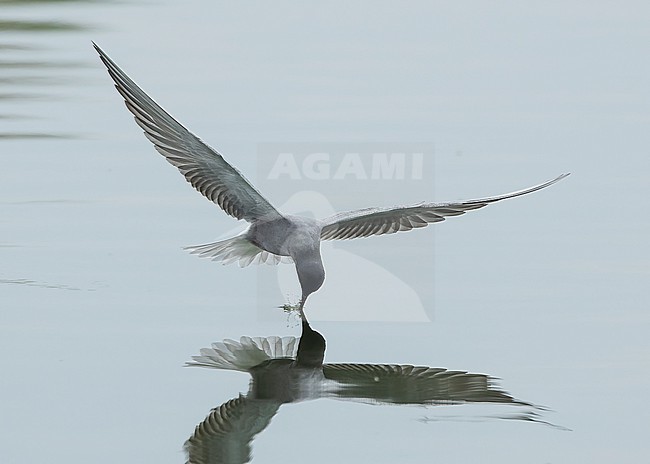 Black tern (Chlidonias niger) in flight, catching prey. stock-image by Agami/Lennart Verheuvel,