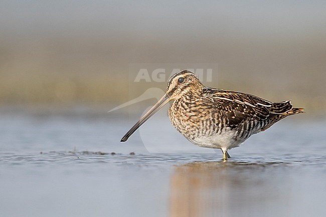 Common Snipe - Bekassine - Gallinago gallinago, Germany, adult stock-image by Agami/Ralph Martin,
