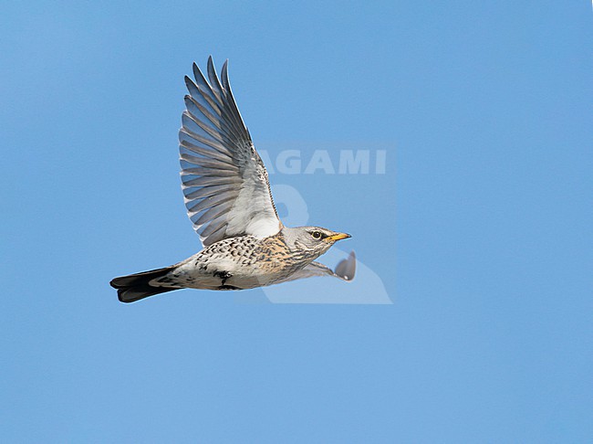 Fieldfare (Turdus pilaris) flying, migrating in blue sky showing underparts stock-image by Agami/Ran Schols,