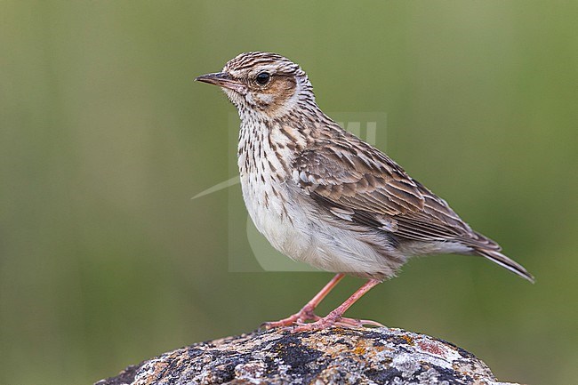 Woodlark (Lullula arborea ssp. pallida) perched on a rock stock-image by Agami/Daniele Occhiato,