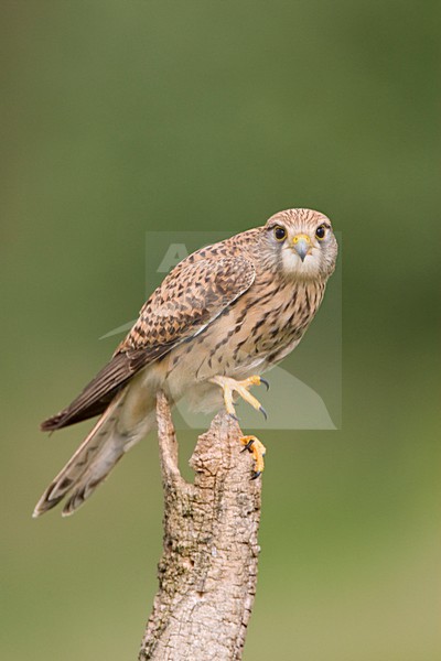 Vrouwtje Torenvalk in zit; Female Common Kestrel perched stock-image by Agami/Marc Guyt,