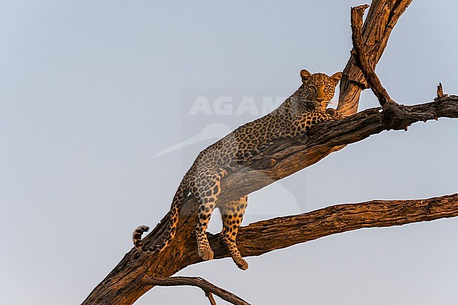 A leopard, Panthera pardus, resting in a tree top, warming up with the last rays of sun. Okavango Delta, Botswana. stock-image by Agami/Sergio Pitamitz,