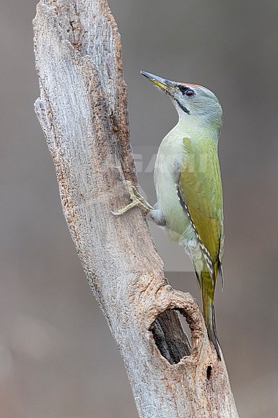Grey-headed Woodpecker (Picus canus), side view of an adult male perched on an old trunk, Podlachia, Poland stock-image by Agami/Saverio Gatto,