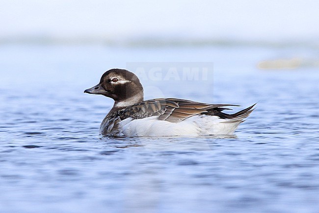 Long-tailed Duck (Clangula hyemalis) taken the 14/06/2022 at Barrow - Alaska. stock-image by Agami/Nicolas Bastide,