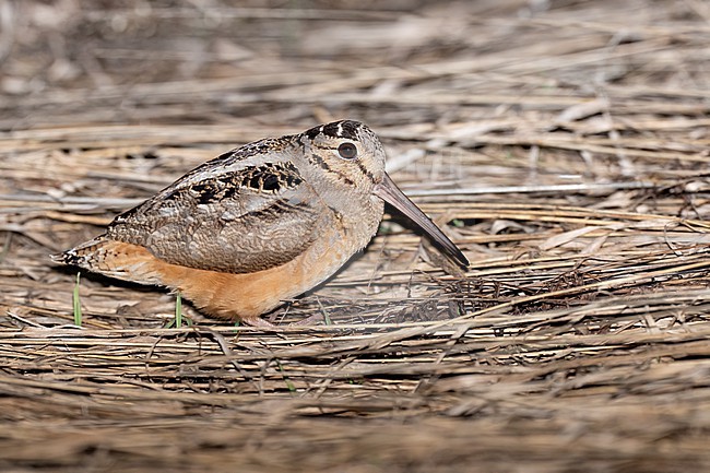 Adult American woodcock, Scolopax minor
Mackinac Co., MI stock-image by Agami/Brian E Small,