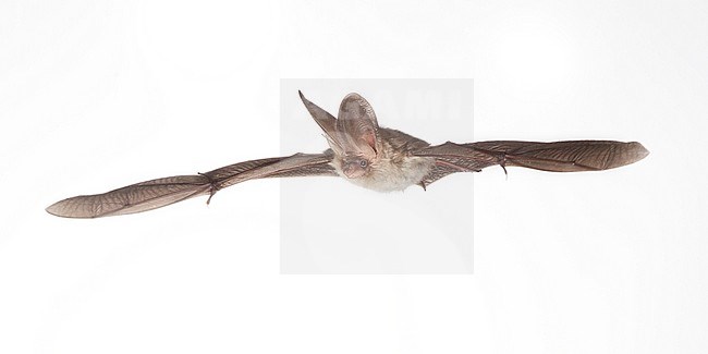 Gewone Grootoorvleermuis vliegend, Brown long-eared bat flying, stock-image by Agami/Theo Douma,