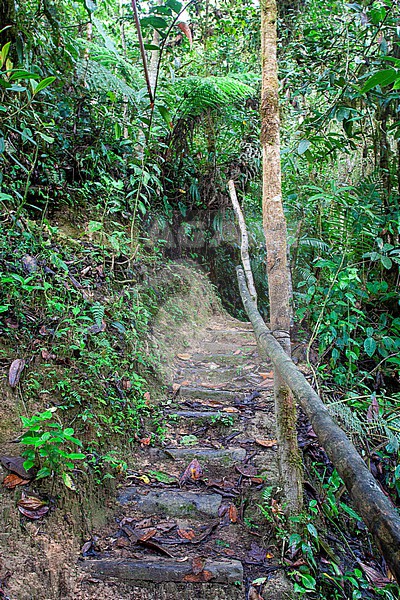 Refugio Paz de las Aves near Mindo in Ecuador. Steep trail in the cloud forest. stock-image by Agami/Marc Guyt,