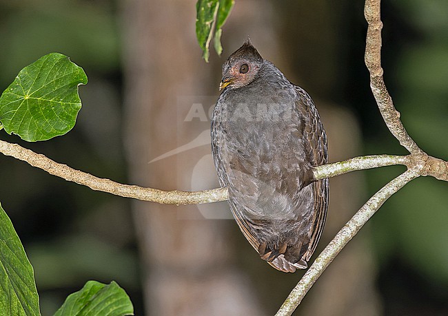 New Guinea Scrubfowl (Megapodius decollatus) in West Papua, Indonesia. stock-image by Agami/Pete Morris,