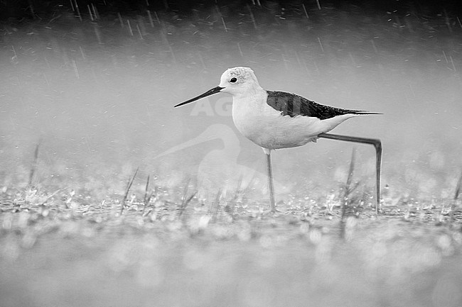 Black-winged Stilt (Himantopus himantopus), adult female walking in the water under a heavy rain, Campania, Italy stock-image by Agami/Saverio Gatto,
