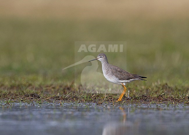 Adult Lesser Yellowlegs (Tringa flavipes) wintering in Schokland, Netherlands. The species is a rare vagrant in the Netherlands. stock-image by Agami/Karel Mauer,