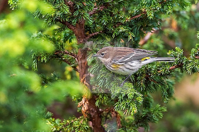 Fist winter male Myrtle Warbler in Lighthouse valley in Corvo. October 2012.. stock-image by Agami/Vincent Legrand,