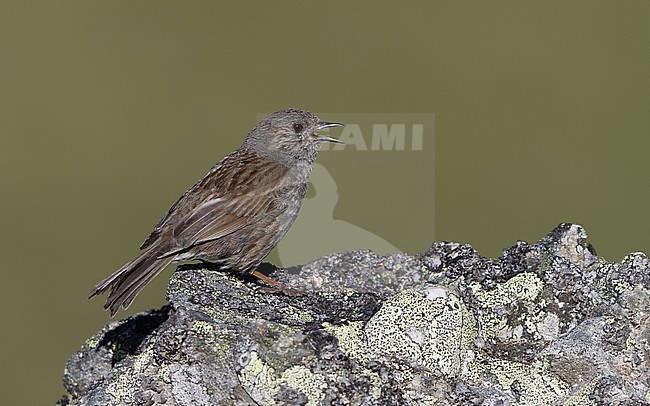 Iberian Dunnock (Prunella modularis mabbotti) adult singing from a rock in the Cantabrian Mountains, Castillia y Leon, Spain stock-image by Agami/Helge Sorensen,