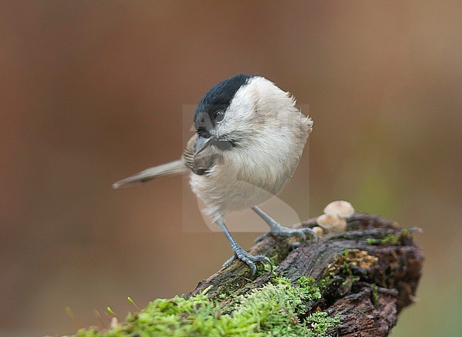 Marsh Tit - Sumpfmeise - Poecile palustris ssp. palustris, Germany, adult stock-image by Agami/Ralph Martin,