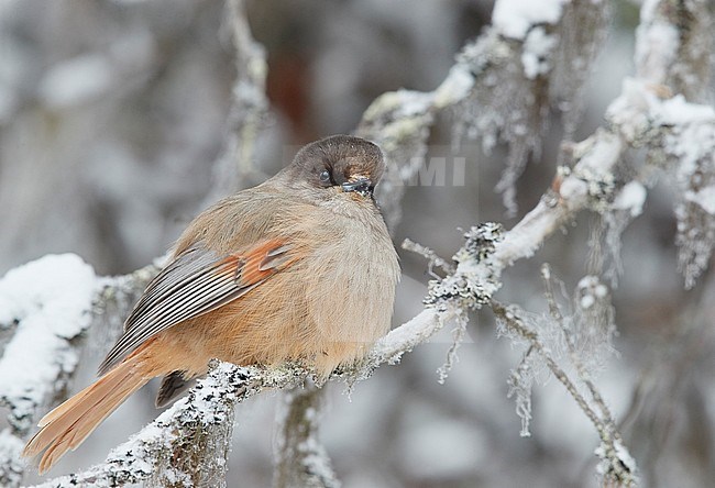 Siberian Jay (Perisoreus infaustus) wintering in a cold snow covered Finland. stock-image by Agami/Markus Varesvuo,
