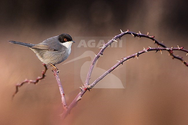 Male Sardinian Warbler, Sylvia melanocephala, in Italy. Perched on a twig. stock-image by Agami/Daniele Occhiato,