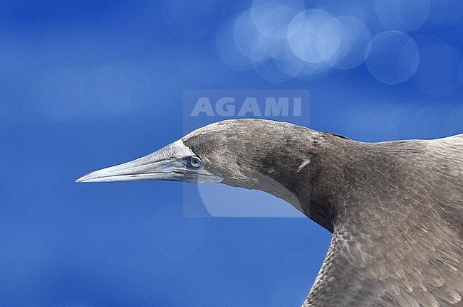 Immature Brown Booby (Sula leucogaster) in flight over the mid-Atlantic ocean. stock-image by Agami/Laurens Steijn,