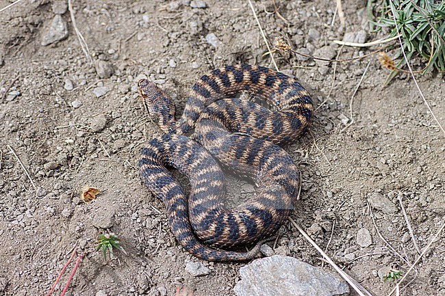 Asp Viper (Vipera aspis aspis) taken the 13/09/2022 at Ristolas - France. stock-image by Agami/Nicolas Bastide,