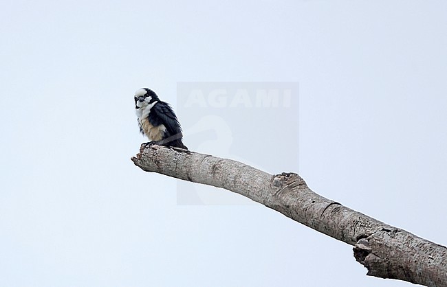 White-fronted Falconet (Microhierax latifrons) perched on a dead tree stock-image by Agami/Thierry Quelennec,