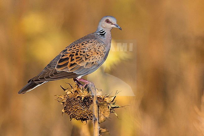 Adult Eurasian Turtle Dove, Streptopelia turtur, in Italy. stock-image by Agami/Daniele Occhiato,