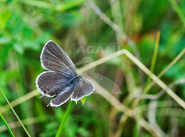 Short-tailed Blue, Cupido argiades, female stock-image by Agami/Dick Forsman,