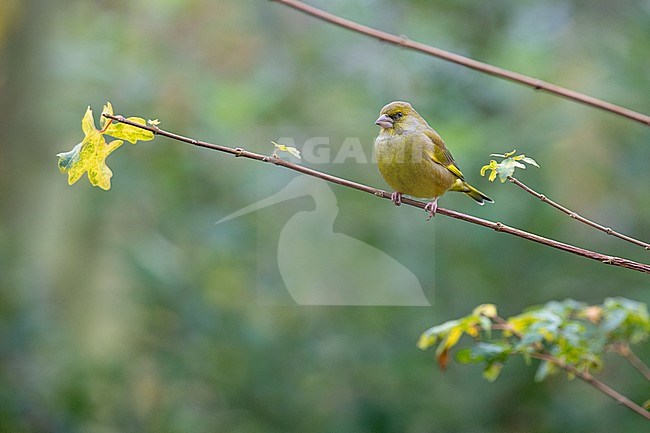 Male European Greenfinch perched on a branch stock-image by Agami/Arnold Meijer,