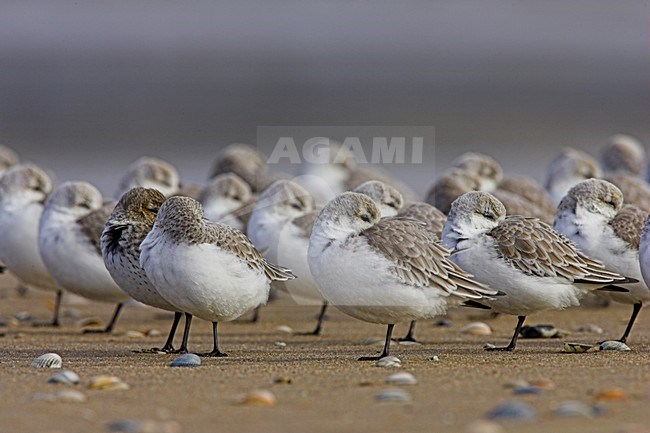 Groep Drieteenstrandlopers op het strand; Group of Sanderling on the beach stock-image by Agami/Menno van Duijn,
