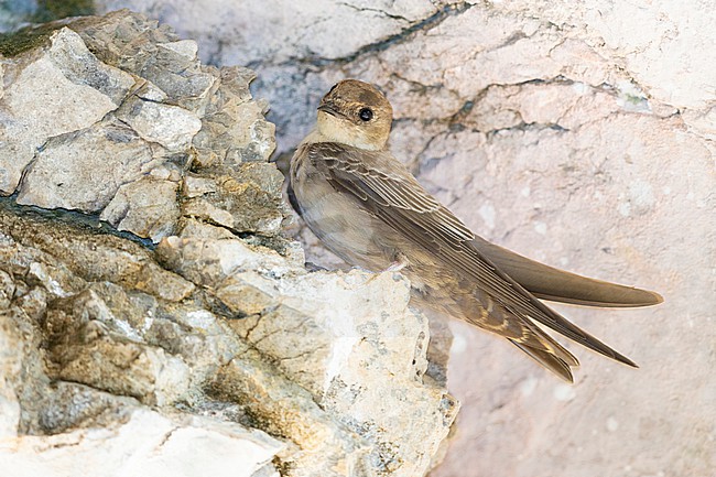 Crag Martin (Ptyonoprogne rupestris), 2cy individual perched on a rock, Campania, Italy stock-image by Agami/Saverio Gatto,