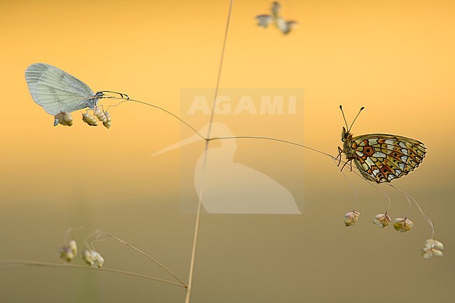 Boswitje en Zilveren maan op grasstengel, Wood White and Small Pearl-bordered Fritillary on grass stalk stock-image by Agami/Rob de Jong,