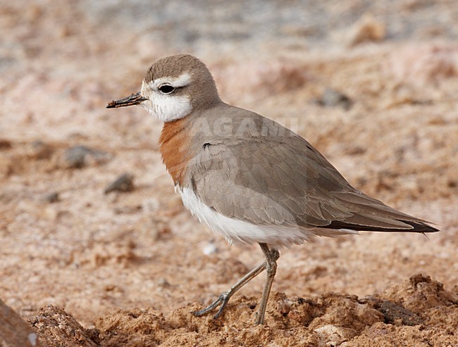 Kaspische Plevier volwassen staand; Caspian Plover adult perched stock-image by Agami/Markus Varesvuo,