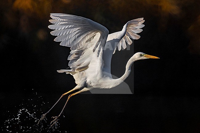 Great Egret, Ardea alba,in Italy. stock-image by Agami/Daniele Occhiato,