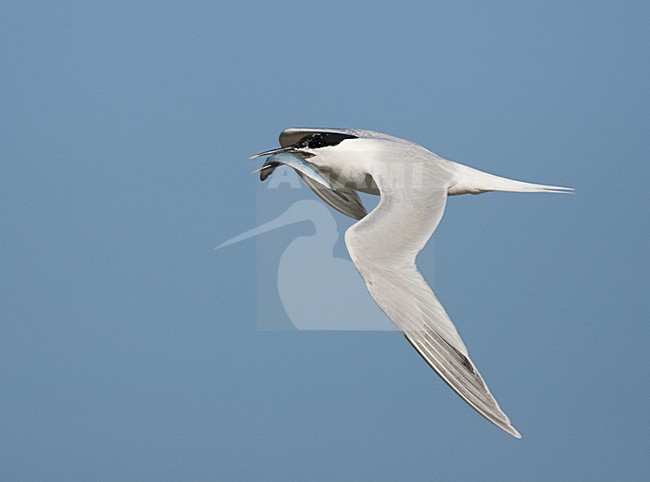Grote stern volwassen vliegend met vis; Sandwich Tern adult flying with fish stock-image by Agami/Menno van Duijn,