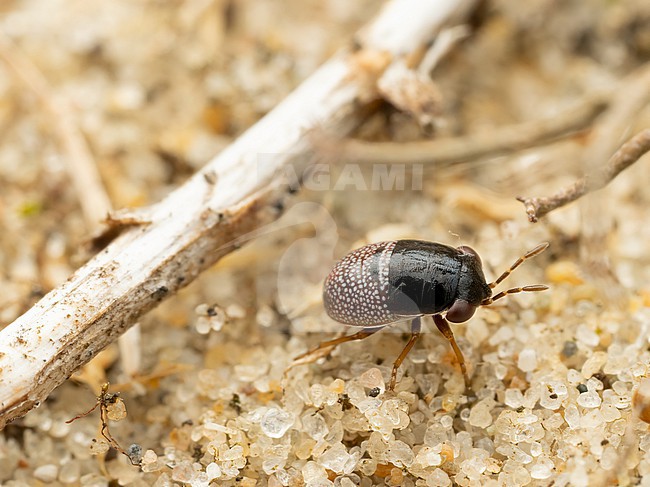 Geocoris grylloides instar stock-image by Agami/Arnold Meijer,