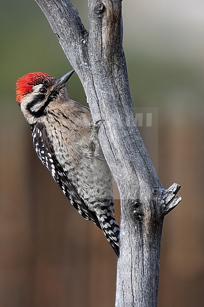 Ladder-backed Woodpecker (Picoides scalaris) perched at a tree stock-image by Agami/Dubi Shapiro,