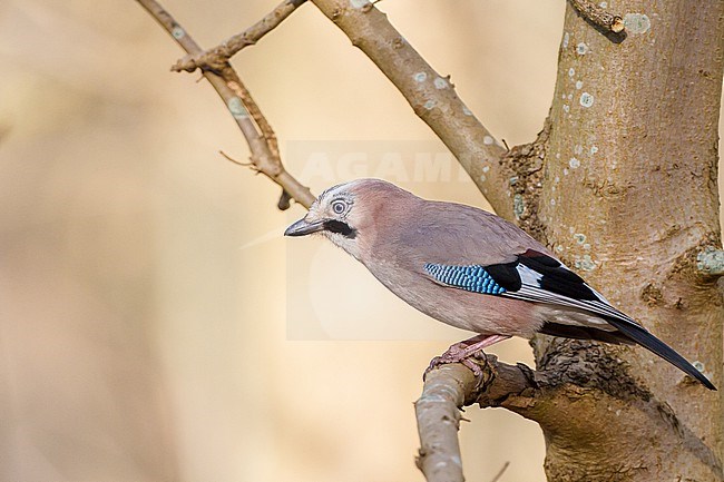 Gaai, Eurasian Jay, Garrulus glandarius stock-image by Agami/Menno van Duijn,