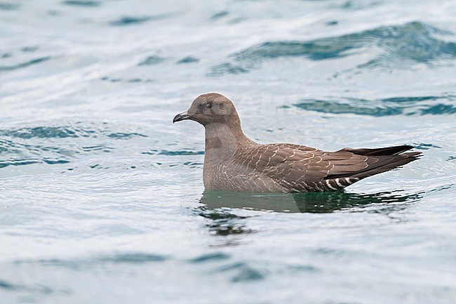 Kleinste Jager, Long-tailed Jaeger, Stercorarius longicaudus, Germany, 1st cy stock-image by Agami/Ralph Martin,