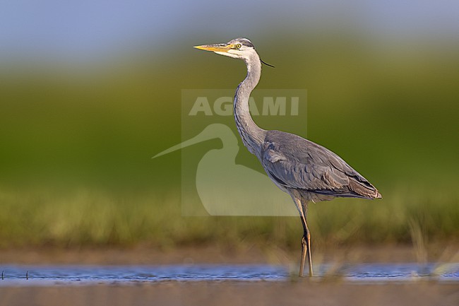 Grey Heron (Ardea cinerea) in Italy. stock-image by Agami/Daniele Occhiato,
