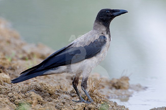 Bonte Kraai aan de grond; Hooded Crow on the ground stock-image by Agami/Daniele Occhiato,