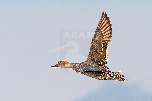 Vrouwtje Pijlstaart in vlucht, Northern Pintail adult female in flight stock-image by Agami/Jari Peltomäki,