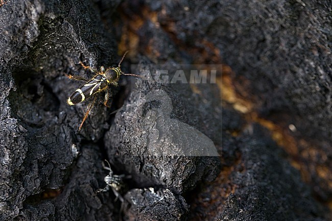 Cyrtoclytus capra, Russia (Baikal), imago stock-image by Agami/Ralph Martin,